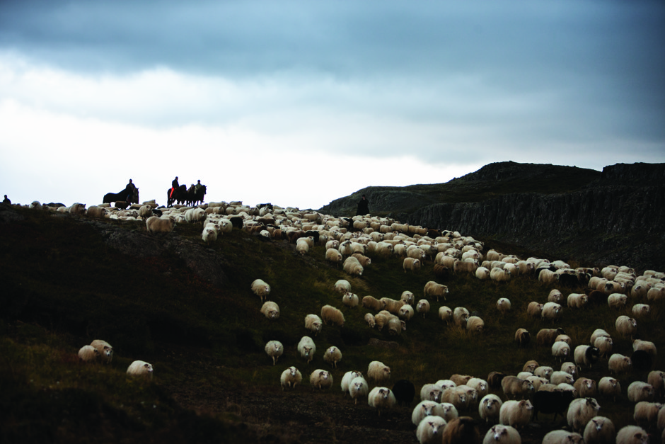 Icelandic shepherds survey the flock during the annual leitir, or sheep roundup.