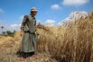 Wheat Harvest in Egypt
