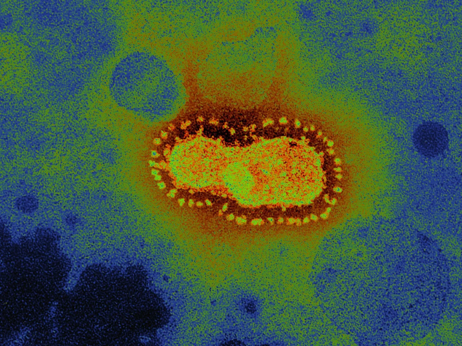 Coronavirus, Tem