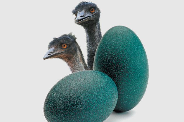 cost of an emu egg