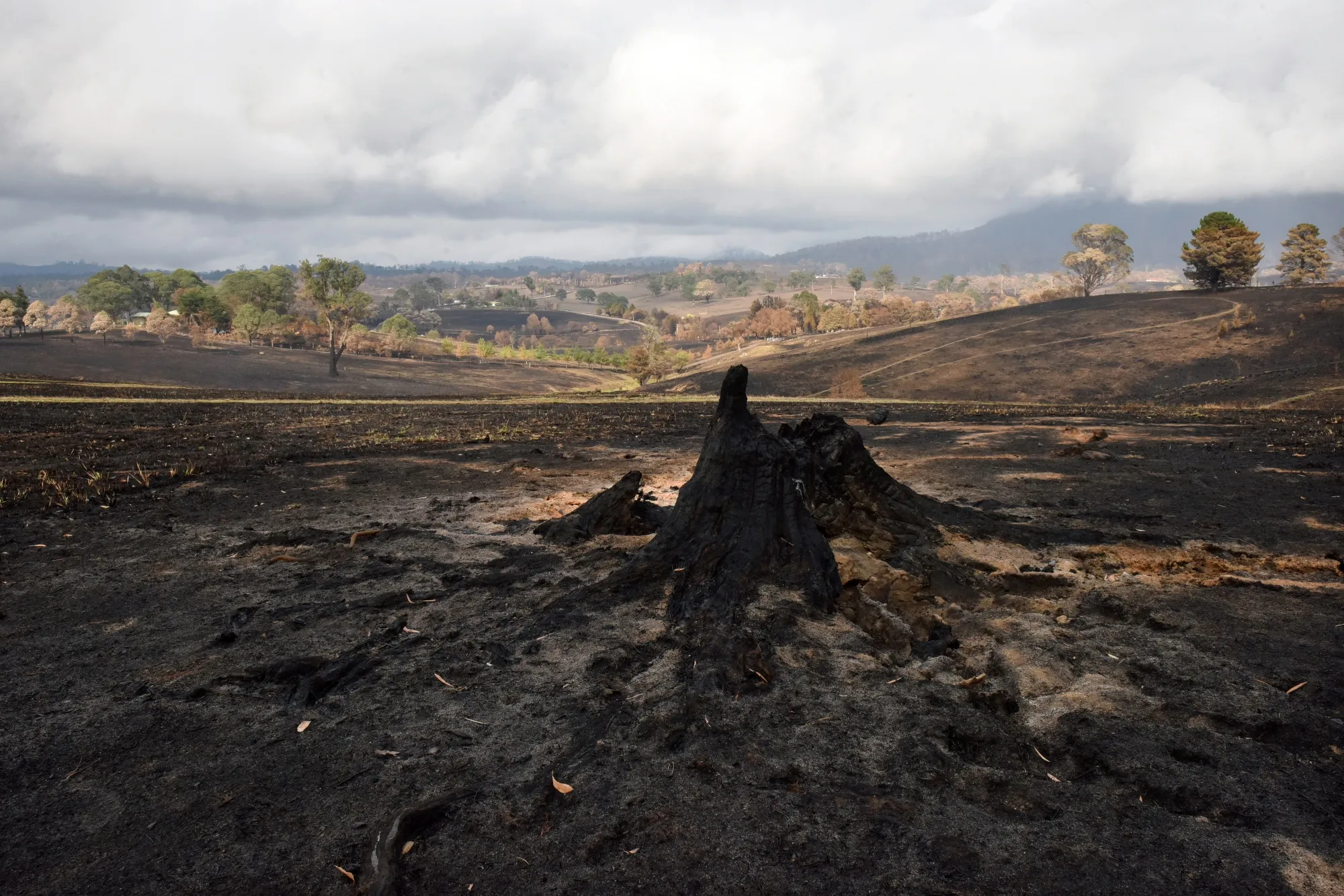 A wildfire ravaged landscape in New South Wales, Australia, in 2020.