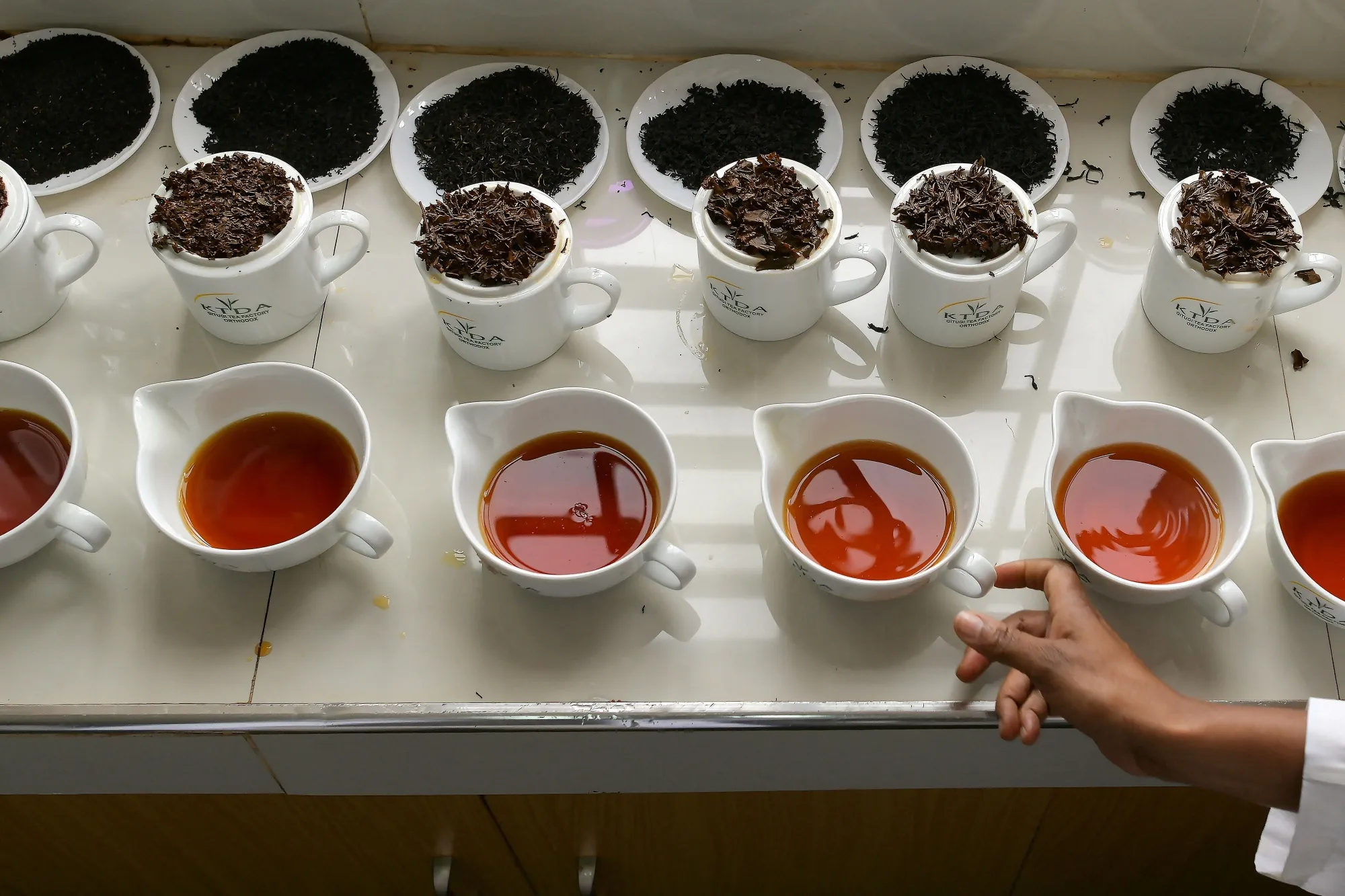 Varieties of tea samples in Nyeri countyand, Kenya.