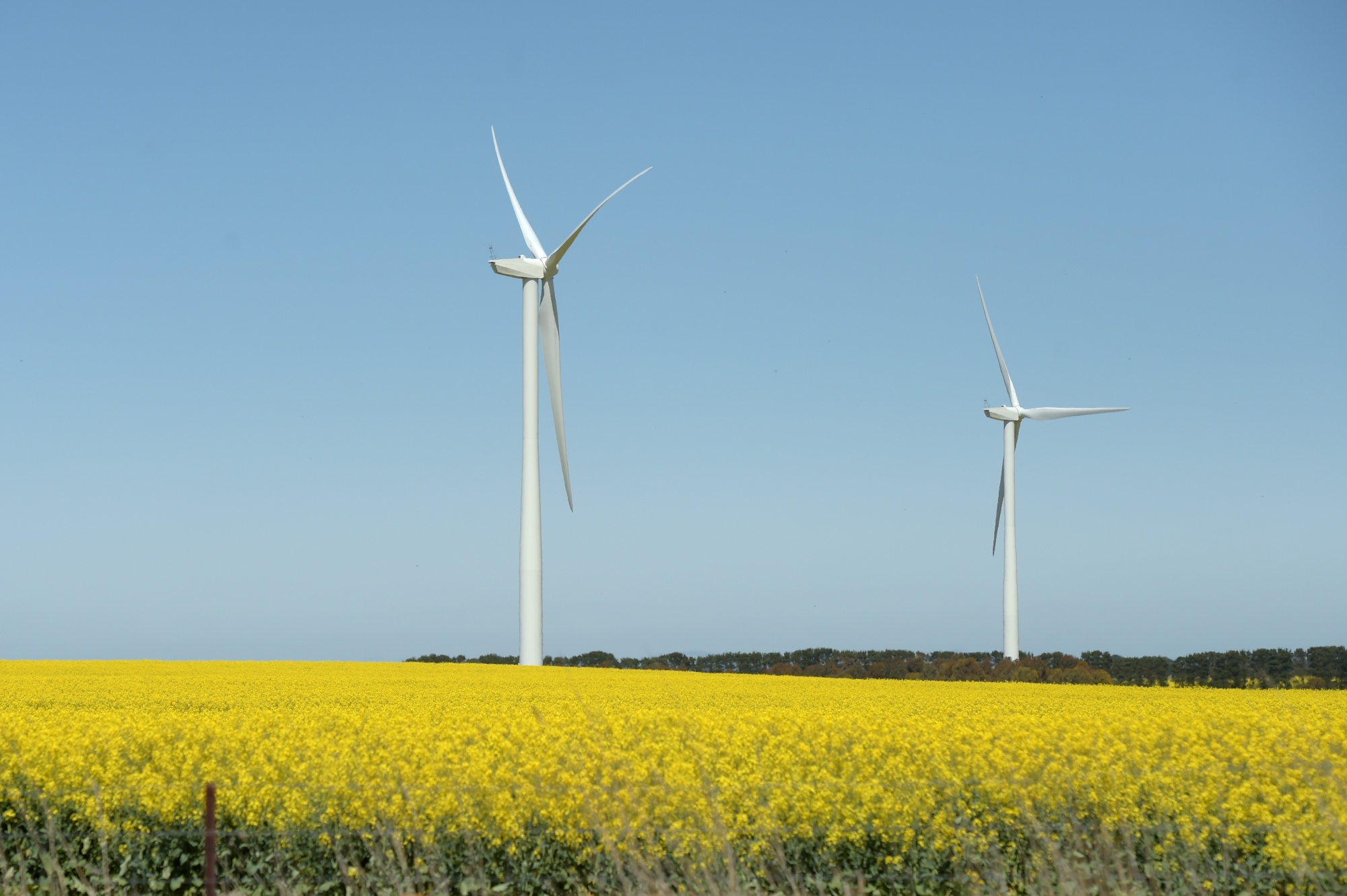 Tua bin gió và cánh đồng cây cải dầu gần Fiskville, Victoria, Australia.