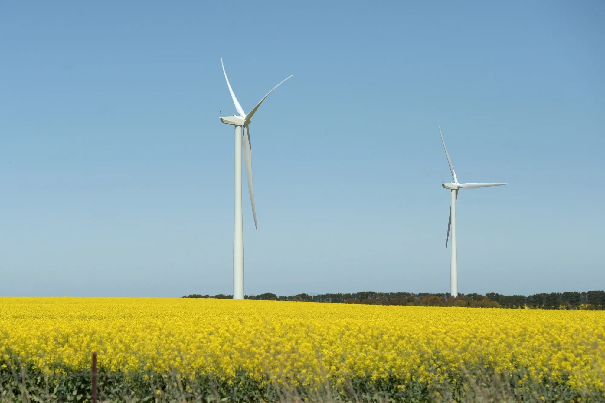 Wind turbines and a field of canola plants near Fiskville, Victoria, Australia.
