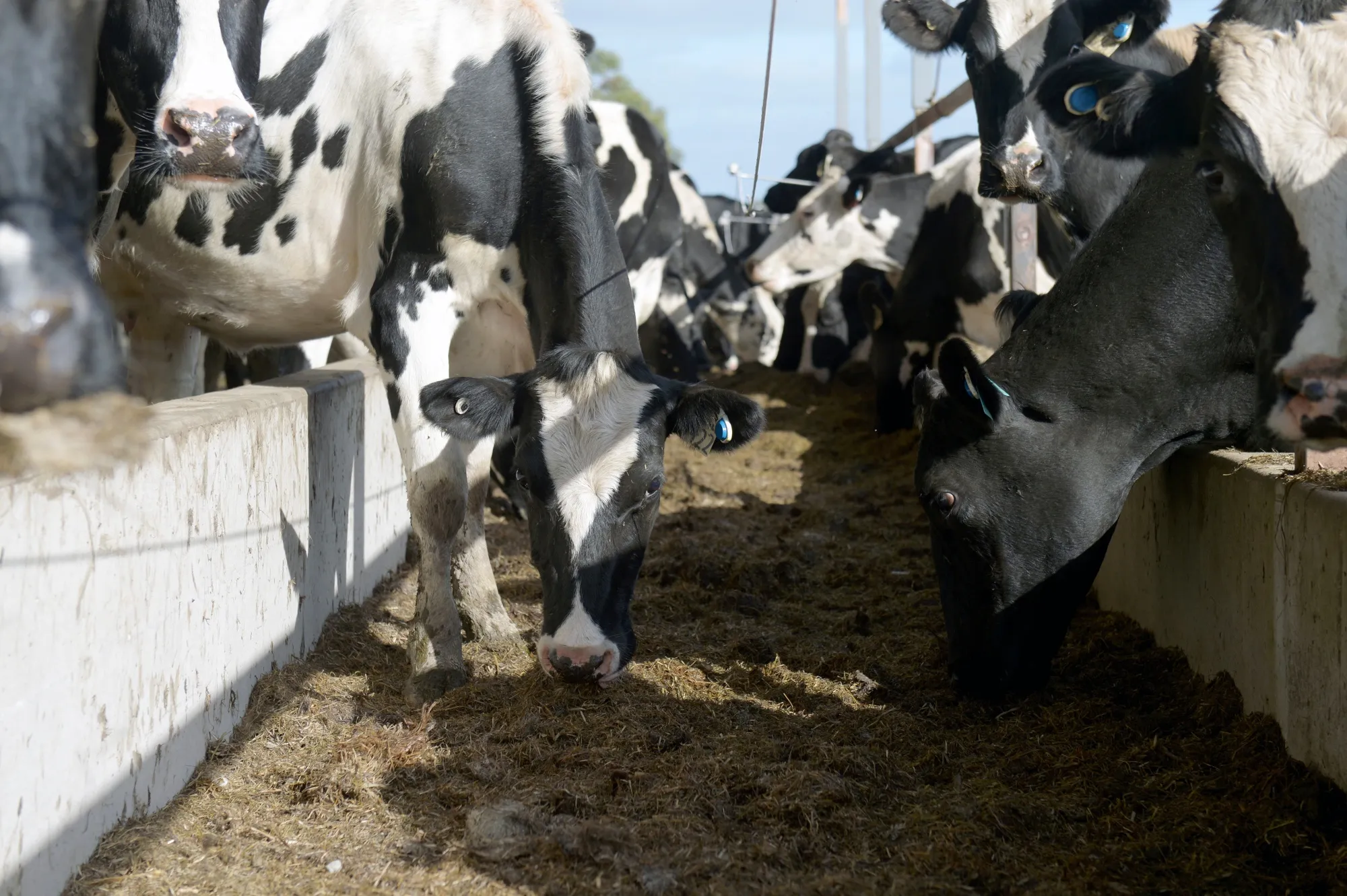 Dairy Farming in Victoria Amid The Threat of Tariffs
