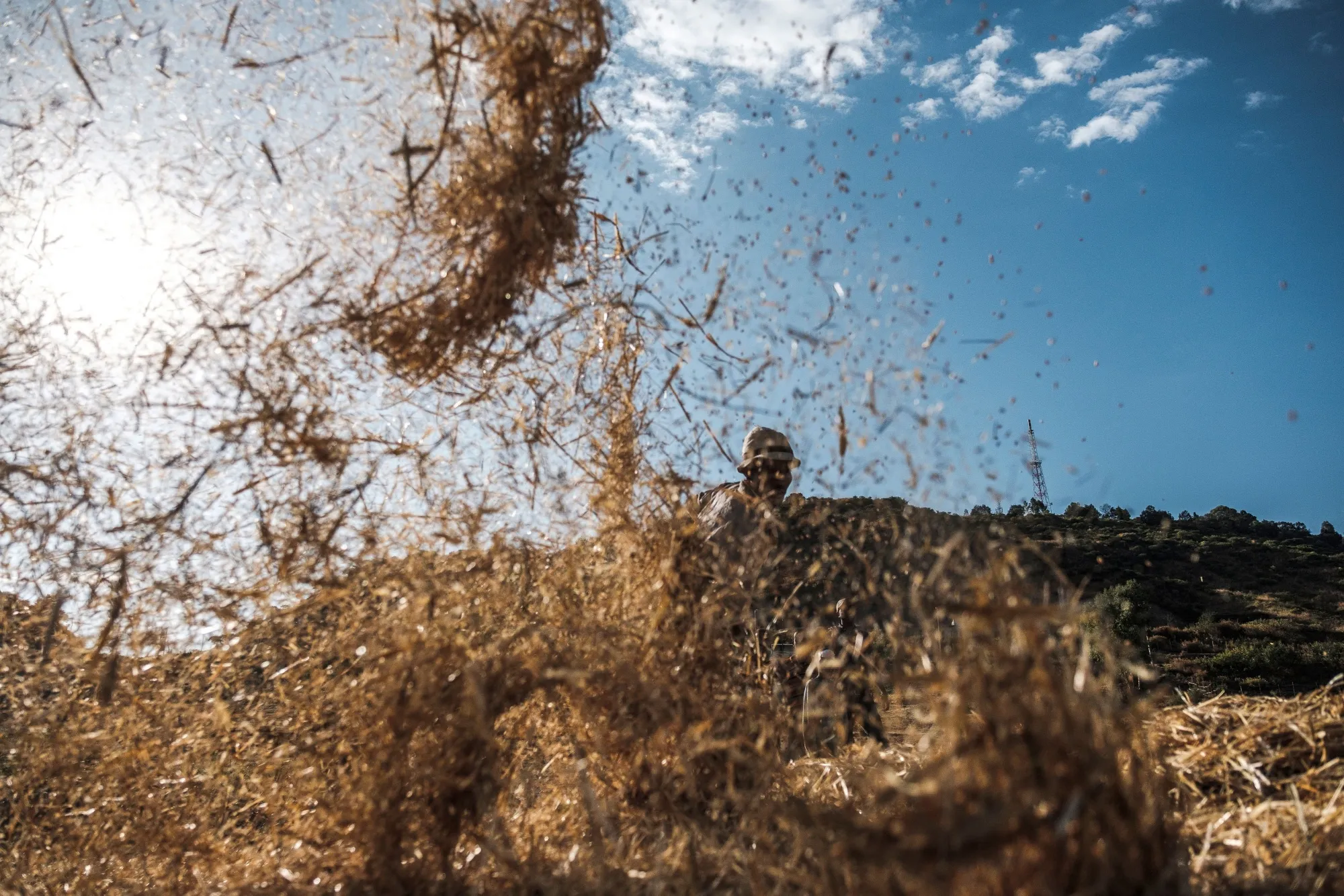 Wheat harvesting in Ethiopia.