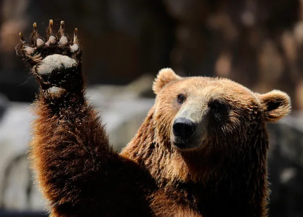 Say hello to the bear market in bonds.
