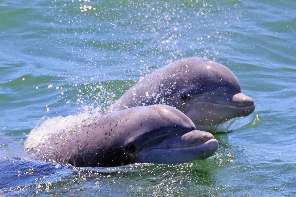 What do they have to say about tuna fishing nets?