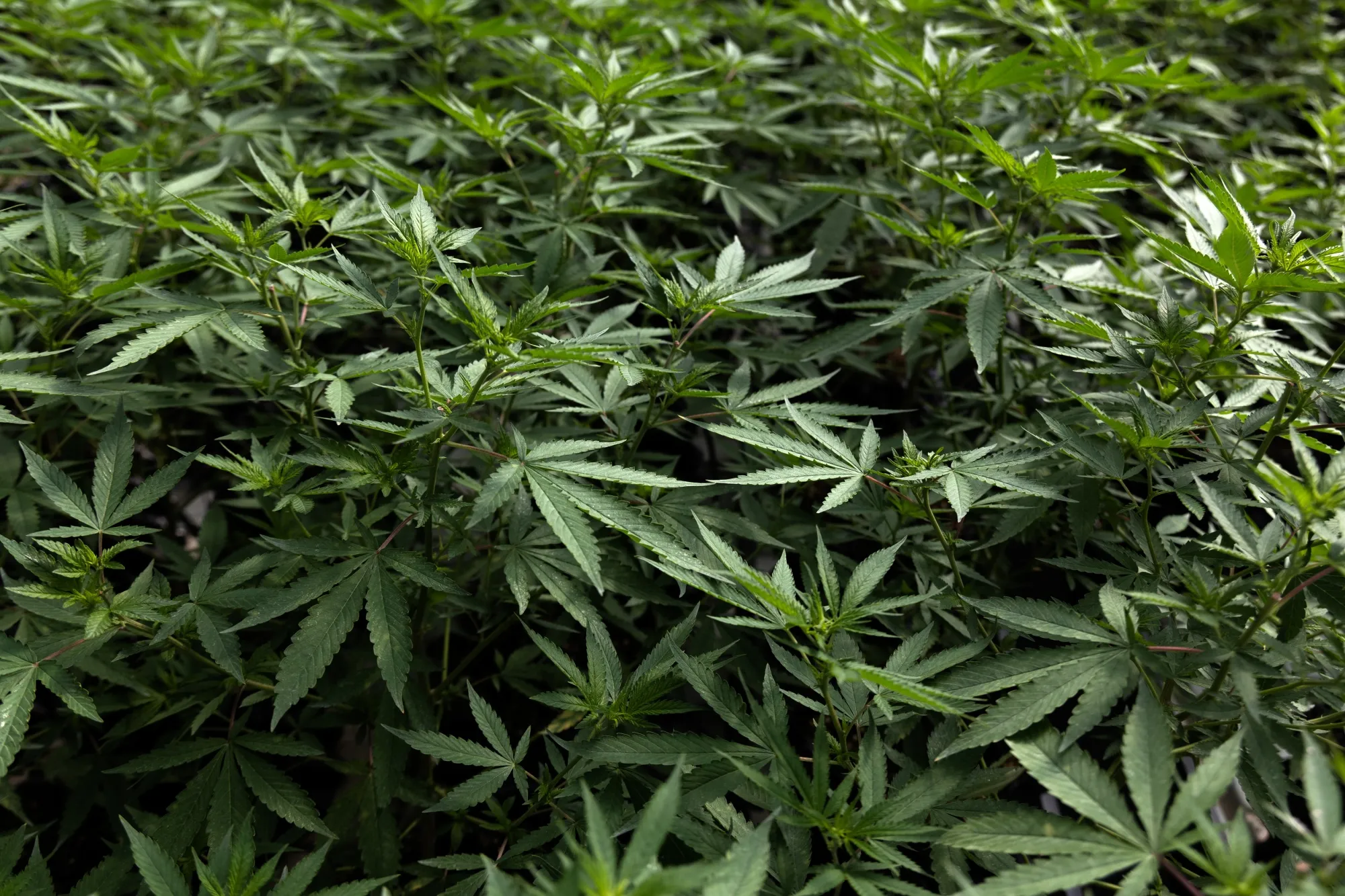 Marijuana plants grow in a greenhouse at Rakjang Farm in Nakhon Ratchasima, Thailand.&nbsp;