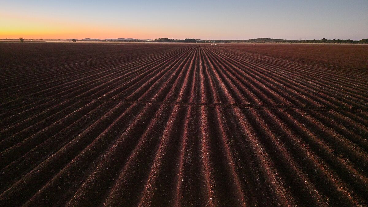 bloomberg.com - Godfrey Marawanyika - Zimbabwe's Payments to Former White Farmers Reach $508 Million