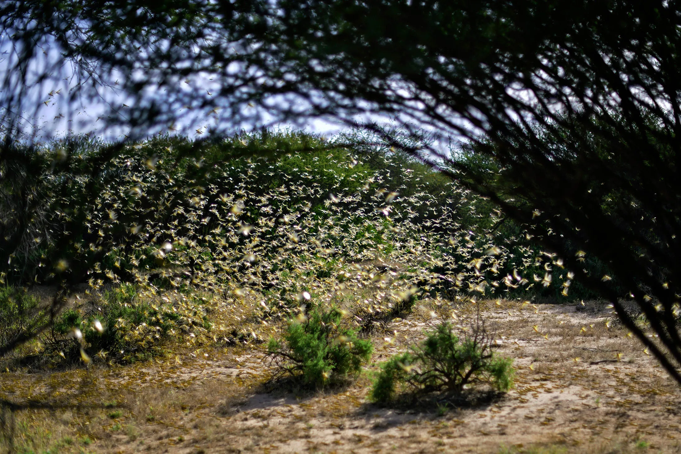 KENYA-CLIMATE-LOCUST-NATURE