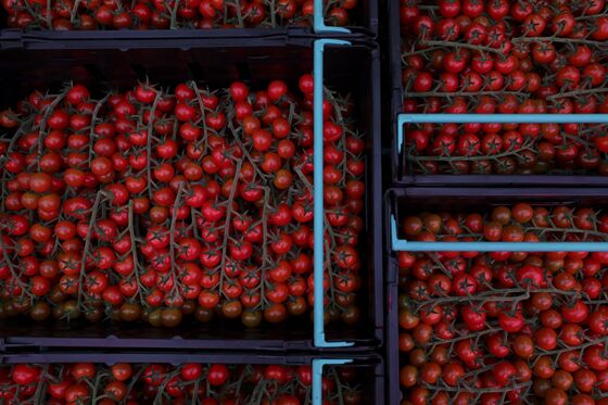 High-Tech Glasshouse Growing U.K. Tomatoes Calls Brexit a ‘Dream’