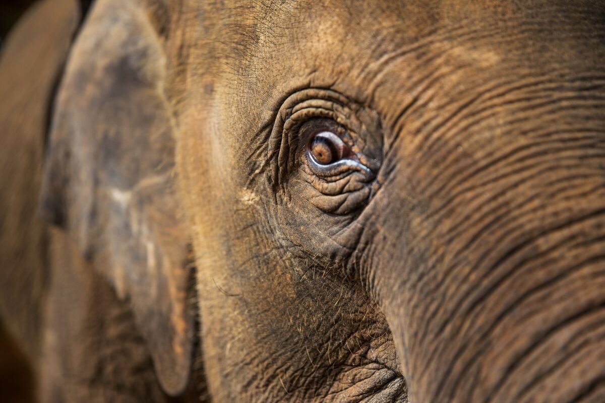 Botswana Investigates Reports of Elephant Poaching Near Okavango