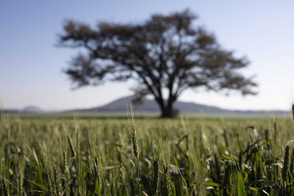 Zimbabwe Allocates Funds to Compensate Farmers