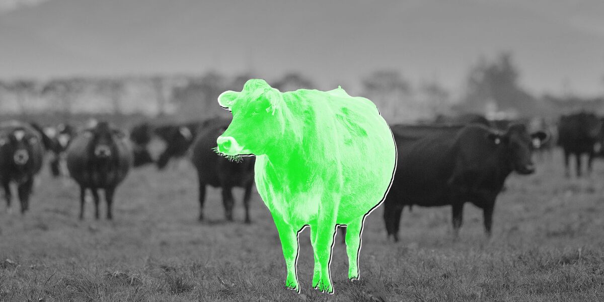 Cow Cocktails and Vaccines Join the Battle to Cut Methane Emissions
