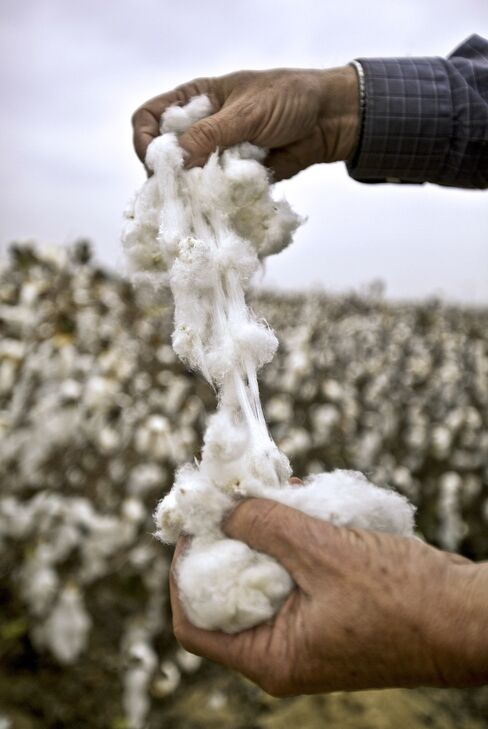 The U.S., the other major supplier of premium cotton, has surpassed Egypt with pima, a variety grown mainly in California