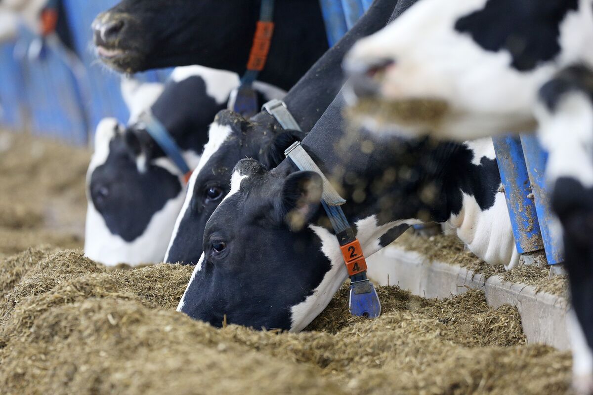 DSM-Firmenich Reinvites Apollo Into Auction as CVC Bid Hits Snag