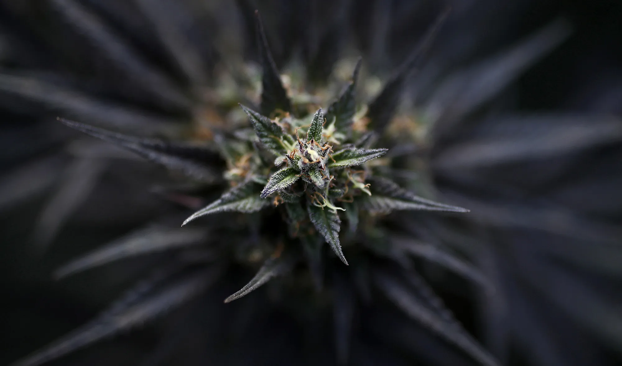 marijuana