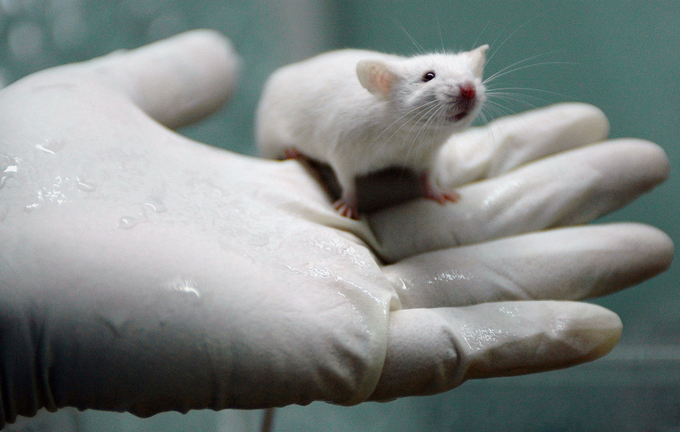 Breeding a New Generation of Germ-Free Lab Mice - Bloomberg