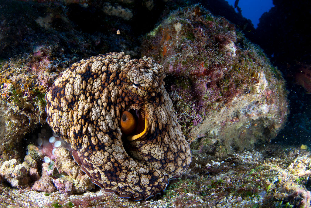 Octopus Ecstasy: What Animals on Drugs Reveal About Humans - Bloomberg