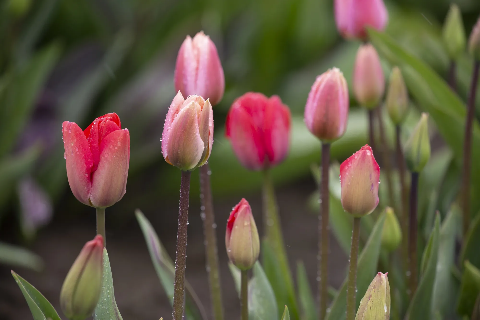 Operations At A Tulip Farm As Consumer Comfort Figures Released 