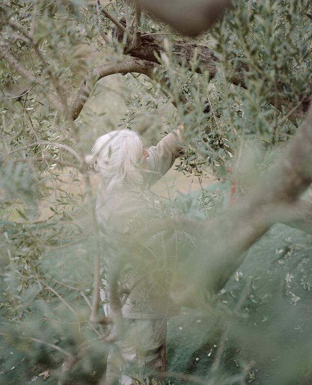 Woman picking olives from trees
