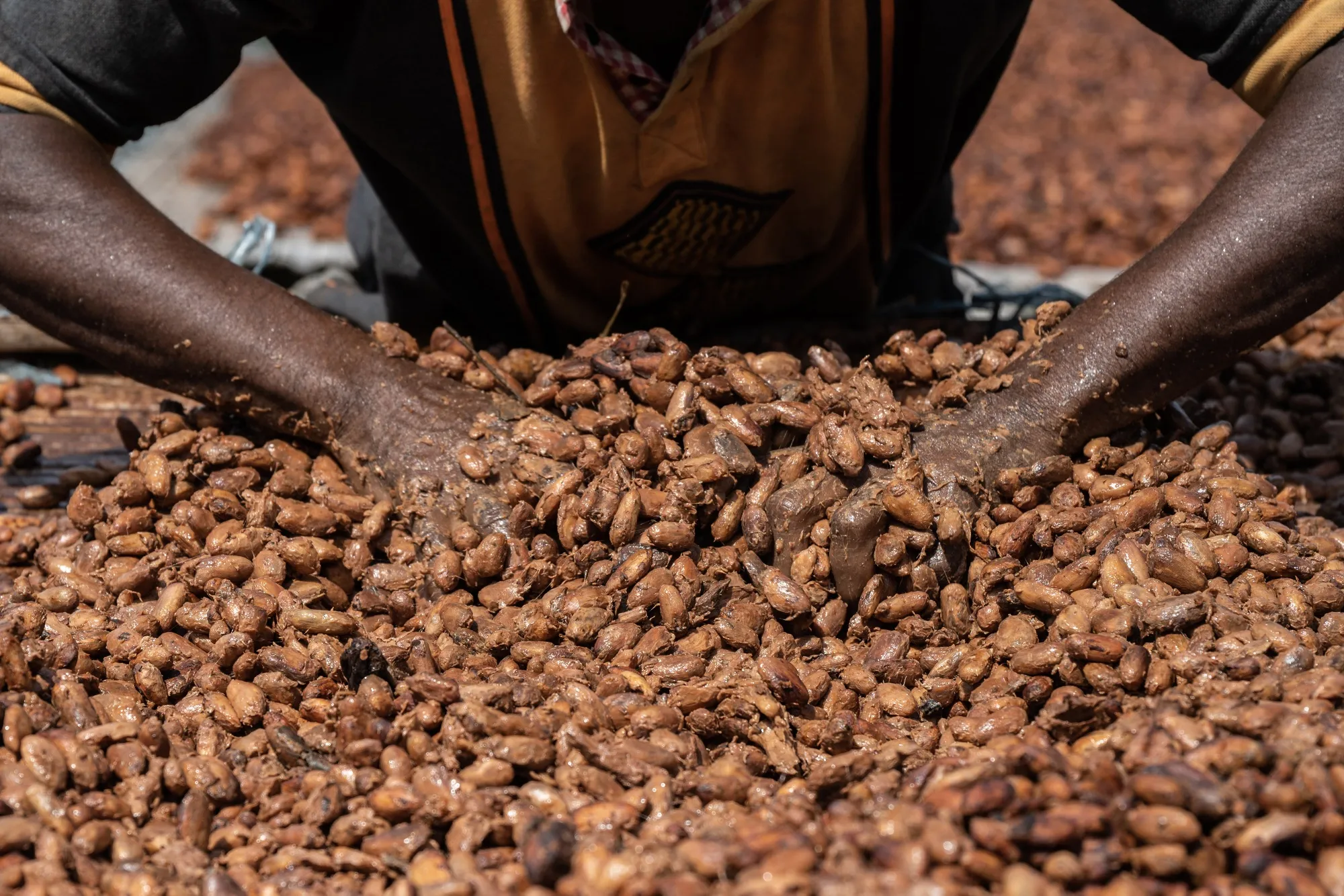 Cocoa beans are dried at a farm in Azaguie, Ivory Coast.