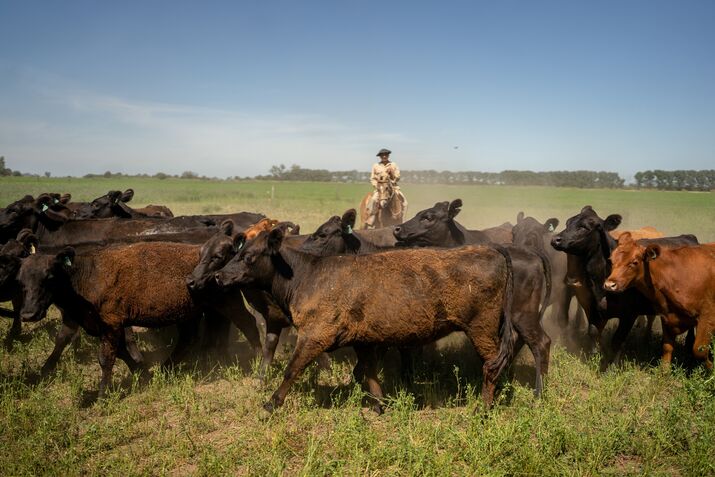 A cattle ranch in Rosario, Argentina