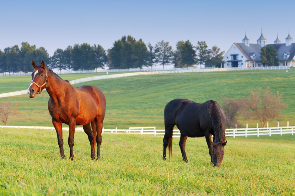 A horse farm in Lexington, Kentucky.
