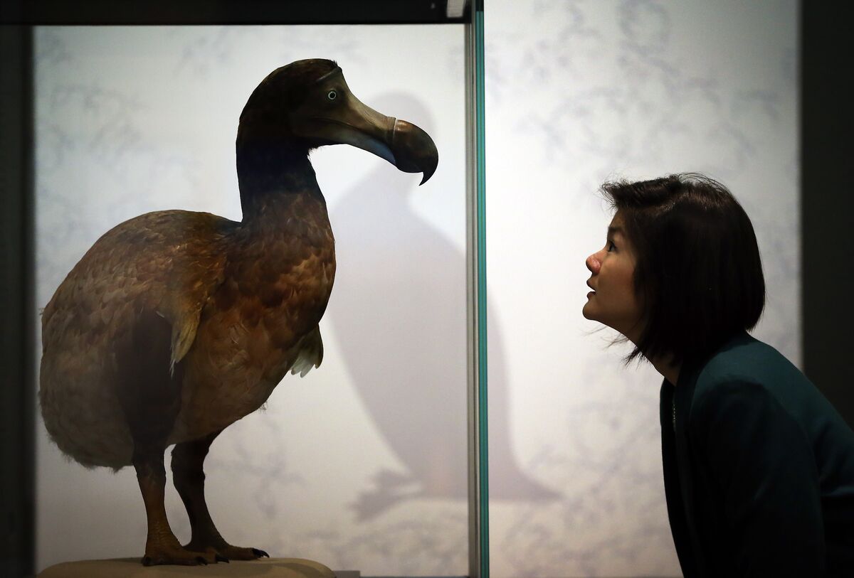 Billion-Dollar Startup Trying to Bring Back the Dodo Seeks Local Aid