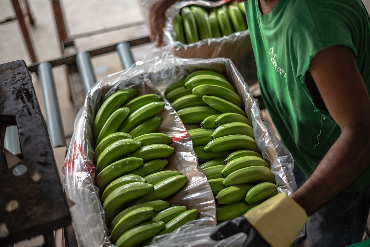 Russia Blinks on Banana Ban as Ecuador Swaps Weaponry With US - Bloomberg