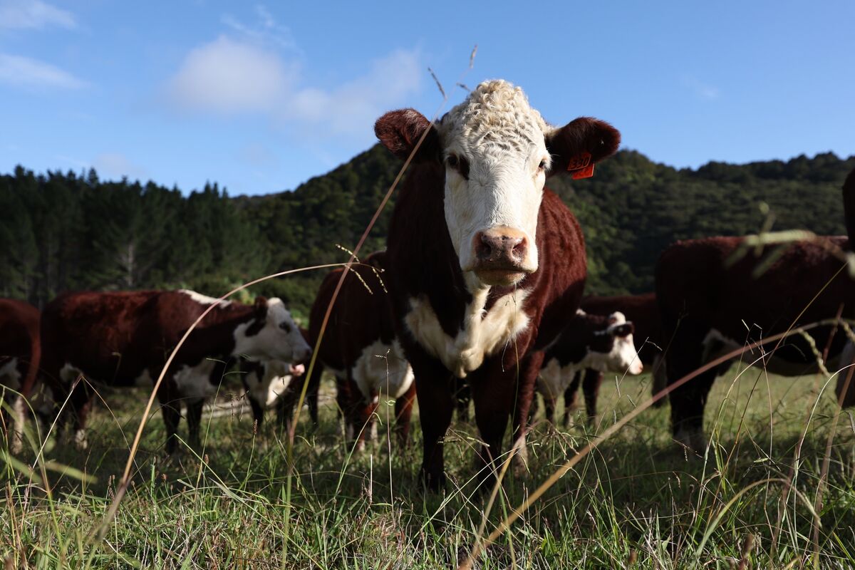 Trump eases tariffs on some ground beef imports to lower prices; move riles ranchers and rural Republicans before November midterms