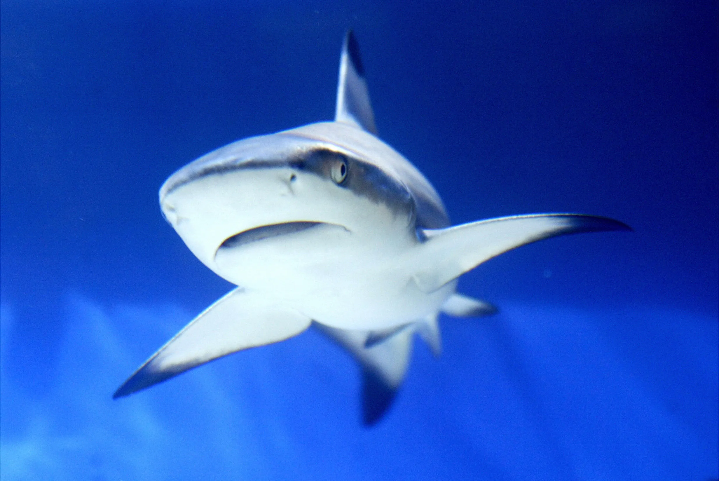Risky borrowers may find themselves in shark-infested lending waters.