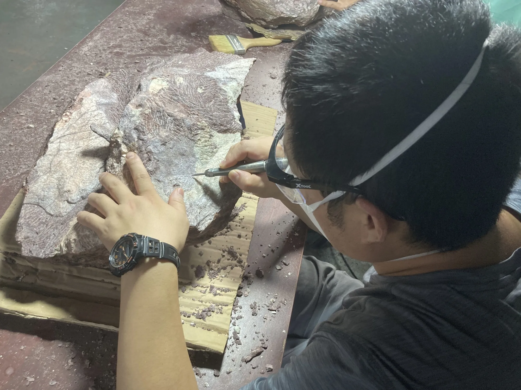 This undated handout photo of an expert from the Institute of Vertebrate Paleontology and Paleoanthropology (IVPP) of the Chinese Academy of Sciences cleaning a rock containing dinosaur bone fossil discovered in Hong Kong's Port Island.&nbsp;