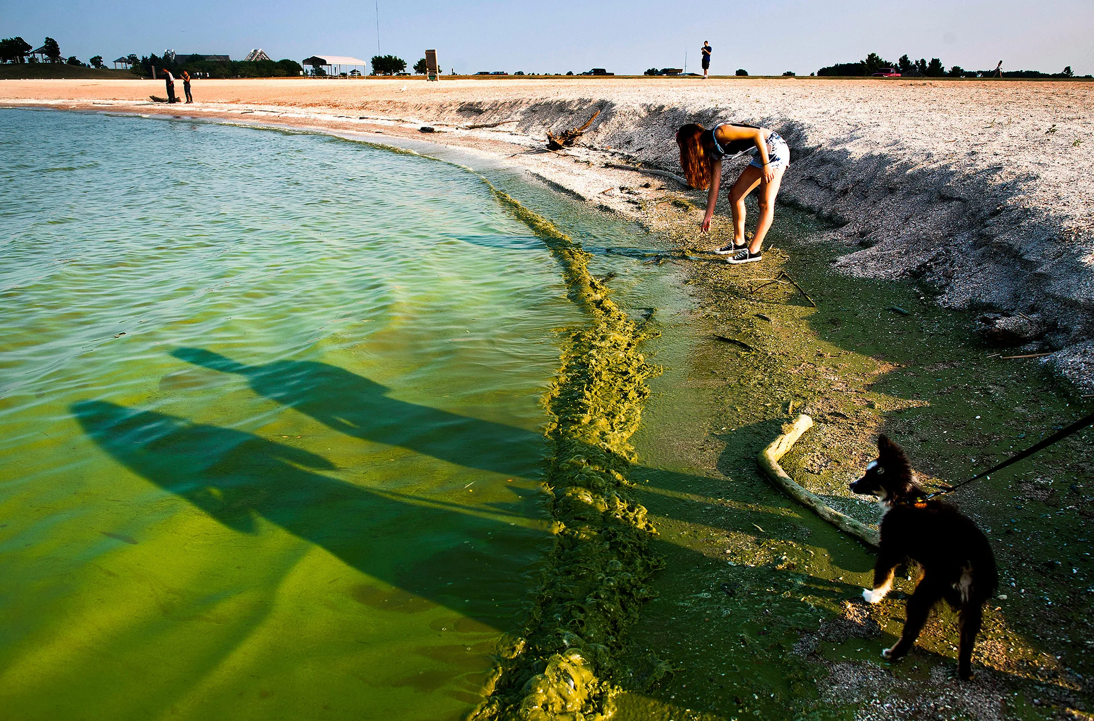 This Aug. 3, 2014 file photo shows an algae bloom along the shore of Lake Erie in Oregon, Ohio. The Algae bloom rendered the city of Toledo under a State of Emergency after a toxin from the algae polluted the city water supply rendering about 400,000 people in the Toledo area without useable water.
