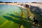 This Aug. 3, 2014 file photo shows an algae bloom along the shore of Lake Erie in Oregon, Ohio. The Algae bloom rendered the city of Toledo under a State of Emergency after a toxin from the algae polluted the city water supply rendering about 400,000 people in the Toledo area without useable water.