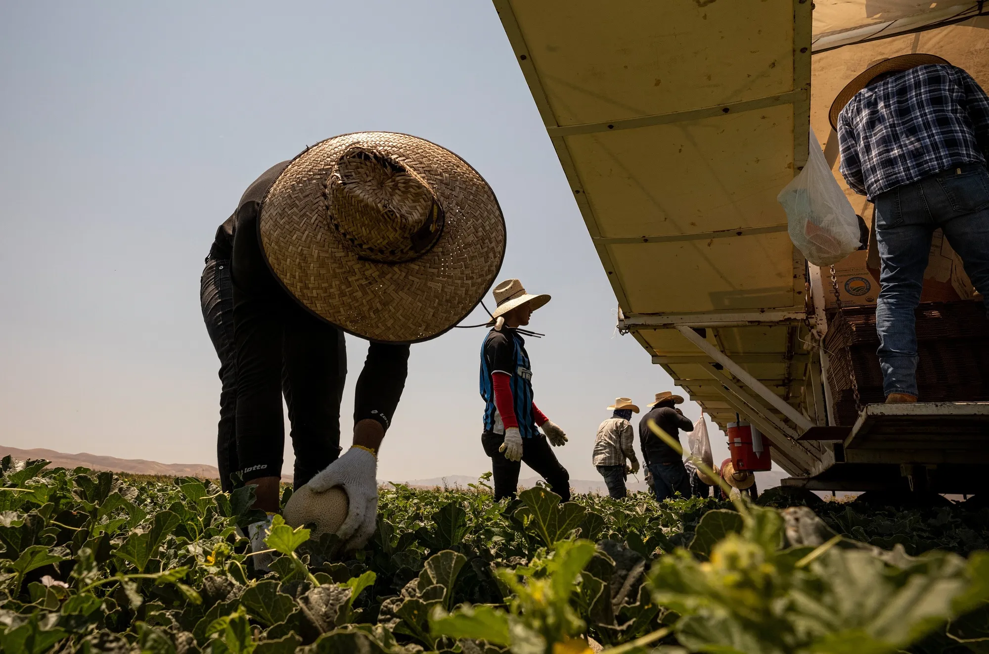 Workers harvest cantaloupe at a farm&nbsp;in California, on&nbsp;July 13.&nbsp;