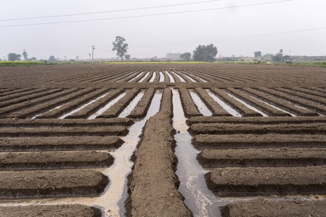 A field of coriander in Dadupur Rangran, Haryana.
