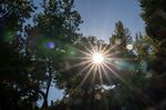 Sunlight Through Trees