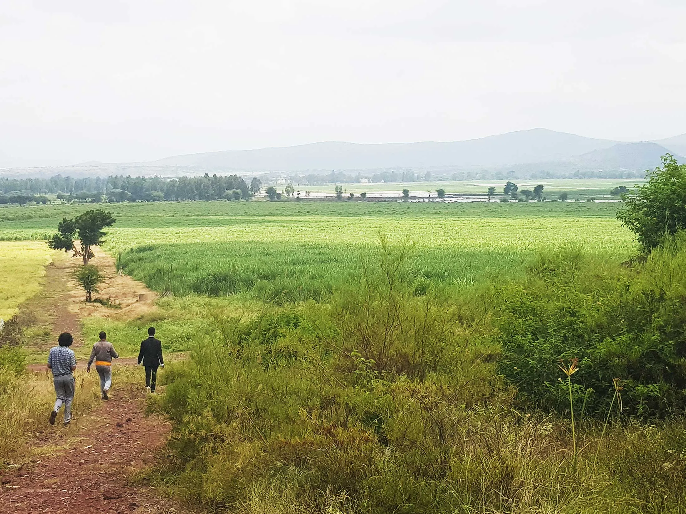 A sugar cane plantation.