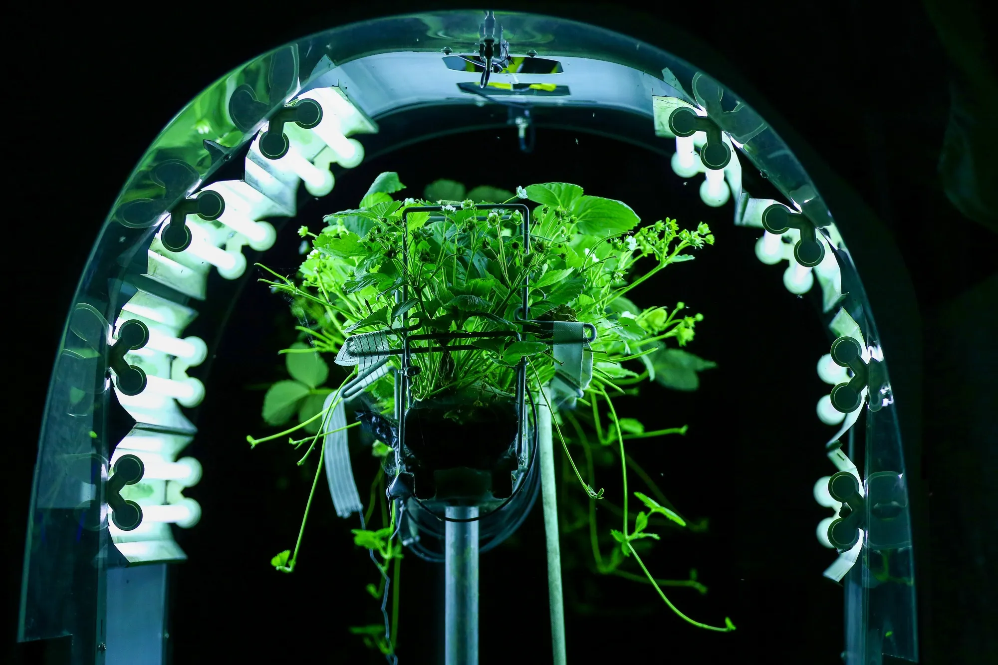 A crop of strawberries stands illuminated by a Thorvald autonomous modular robot, developed by Saga Robotics, as it performs an Ultra-Violet (UV) light treatment during robotics trials held&nbsp;by a U.K. agri-food consortium at Clock House Farm Ltd., near Maidstone, U.K., 2020.