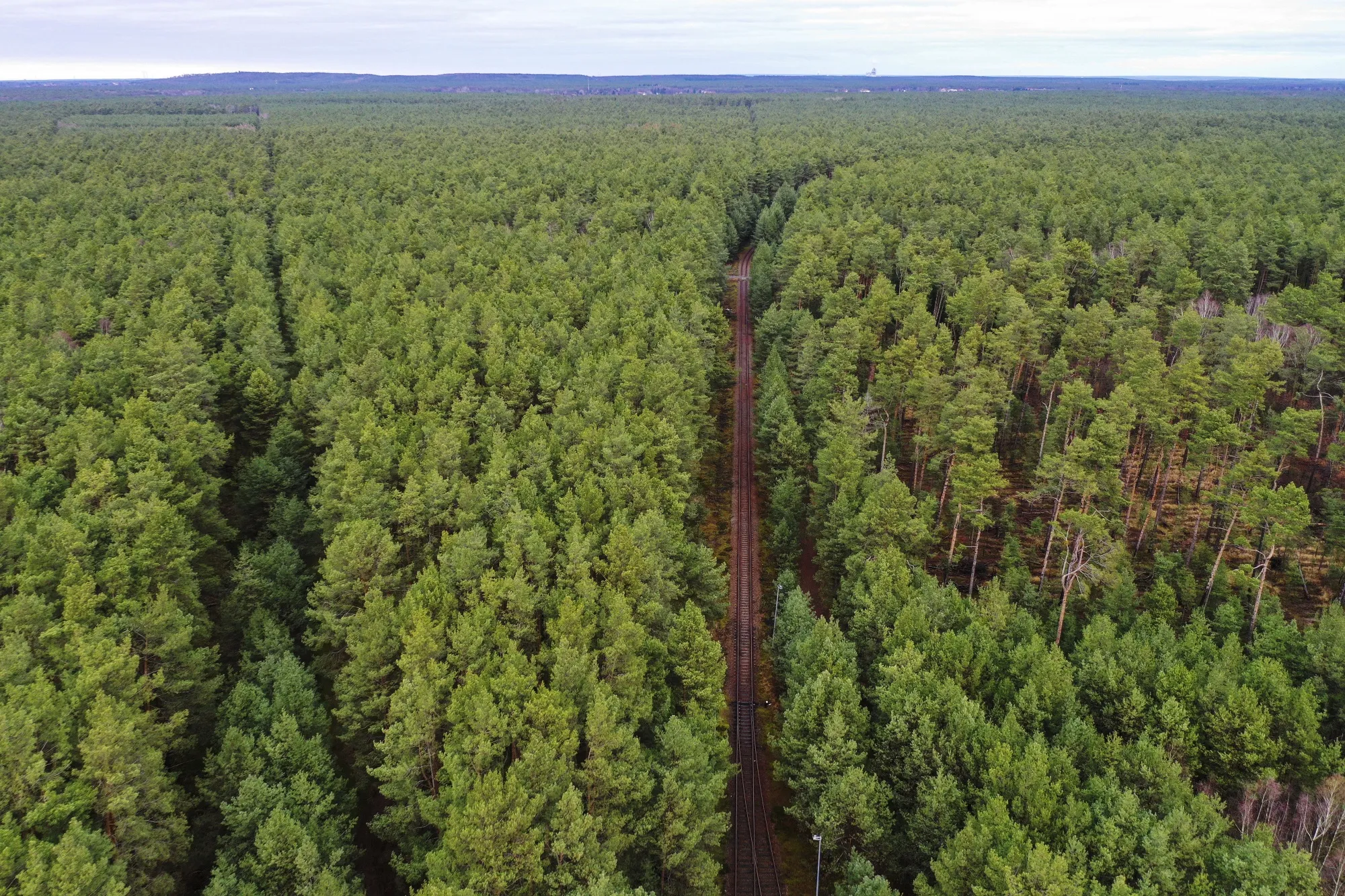 A railway track runs between pine trees in the forest in Gruenheide.