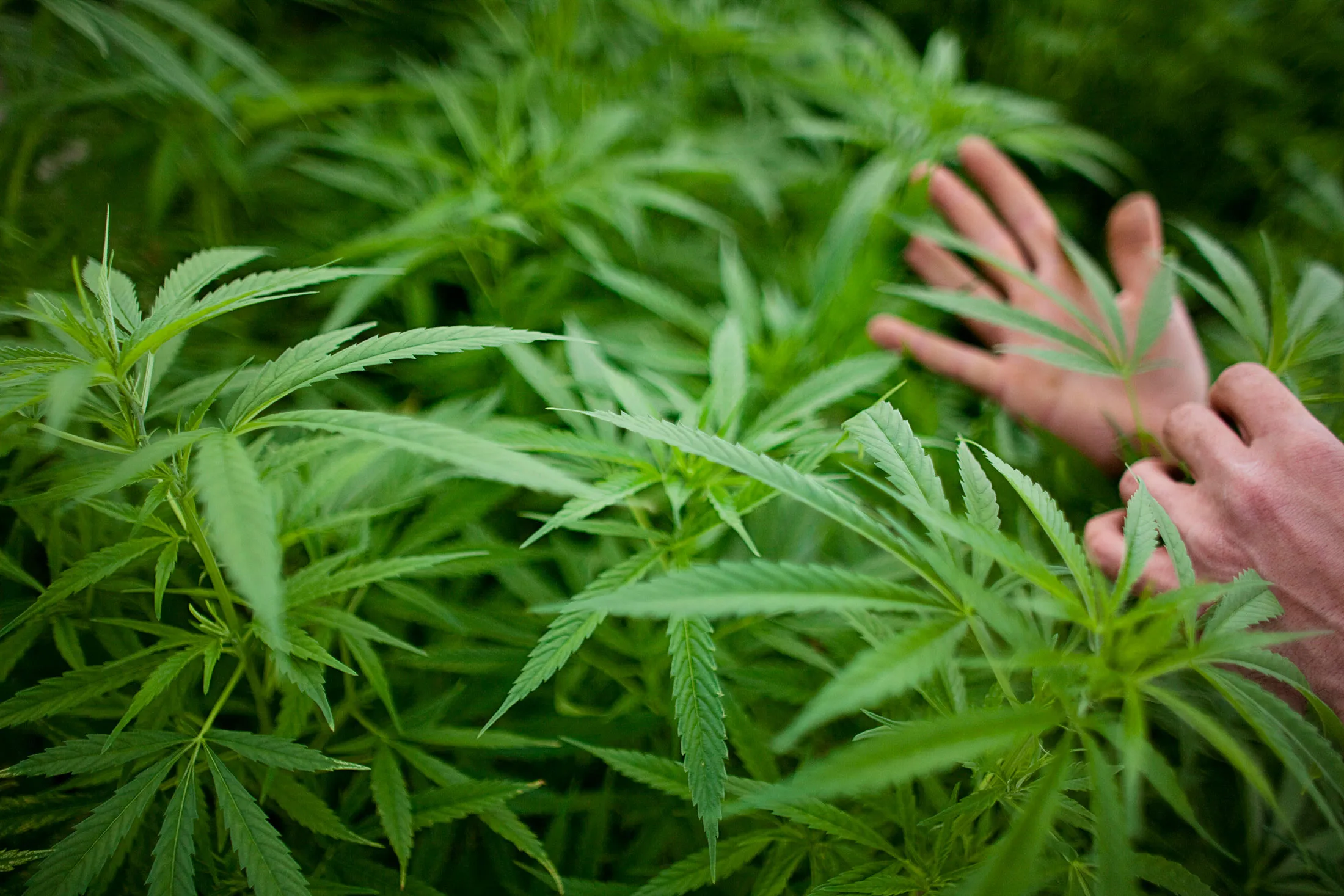 Israel Pioneers Use Of Medical Marijuana