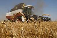 Russian Wheat Harvest Helps Ease Global Grain Shortfall