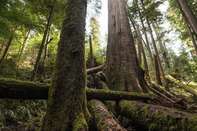 B.C. Supreme Court Grants Injunction To Remove Fairy Creek Logging Blockades