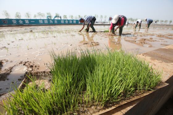 China Plans to Feed 80 Million People With ‘Seawater Rice’