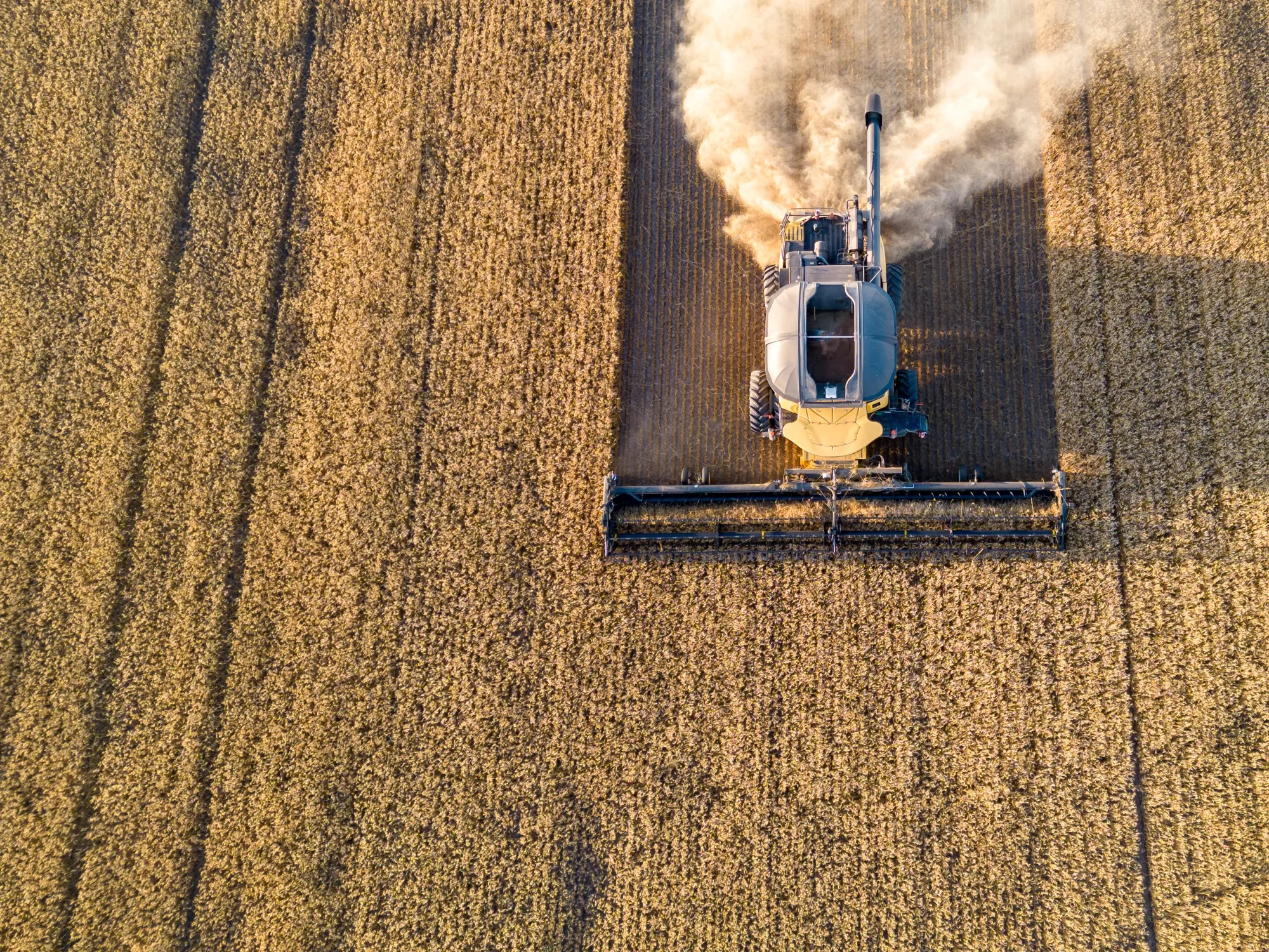 A combine harvester cuts wheat on a farm near Dinsmore, Saskatchewan in August.