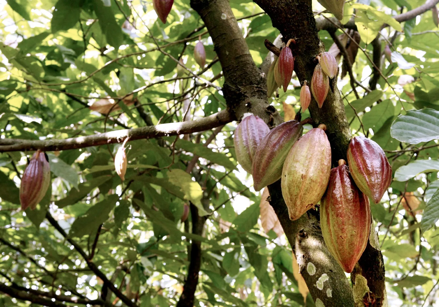 GHANA COCOA