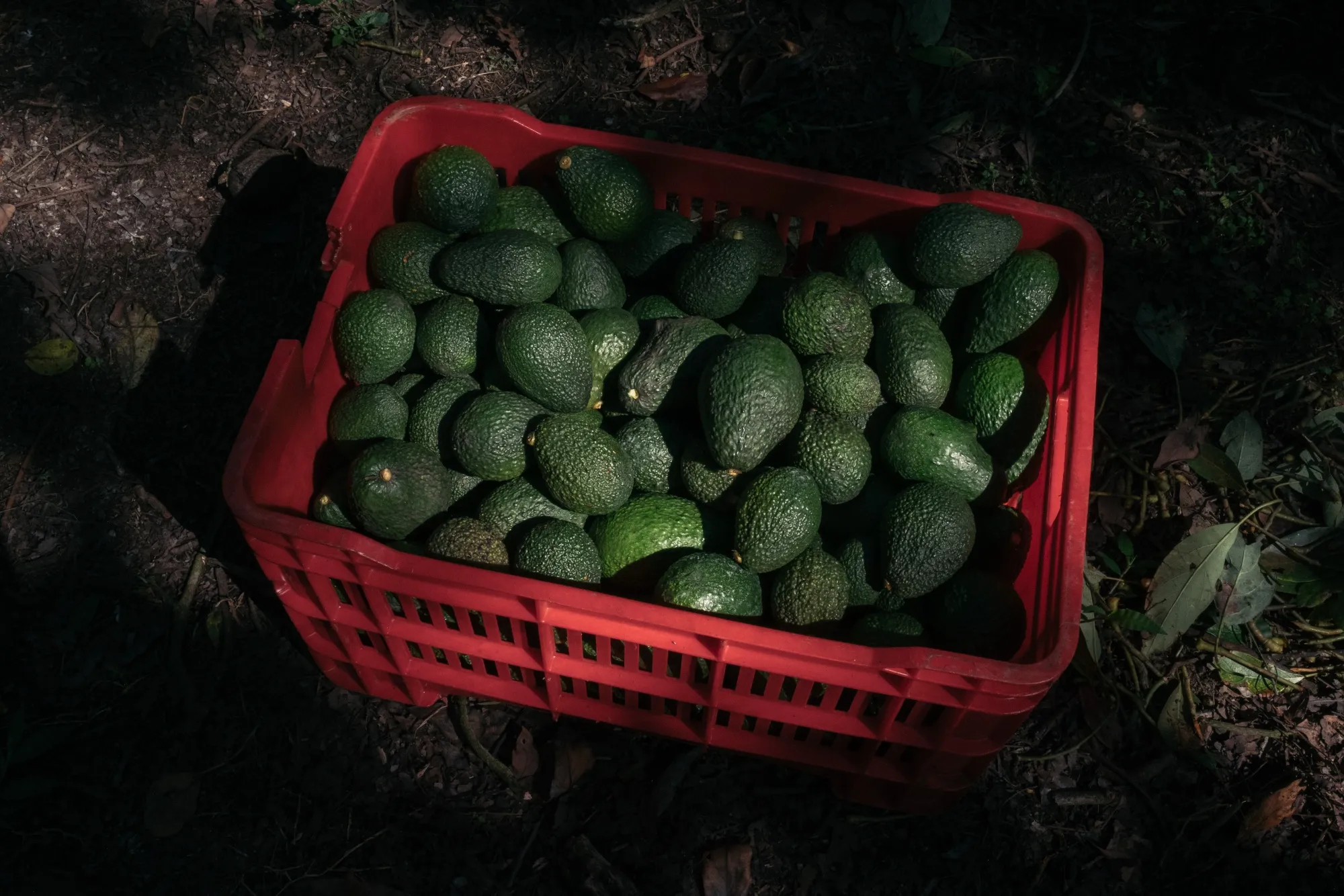 A crate of avocados during a harvest at a farm near Perivan, Michoacan sate, Mexico, on Sept. 24, 2021.