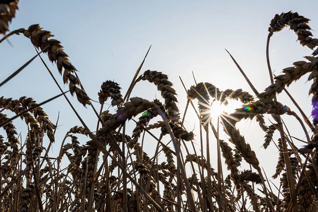 Winter wheat&nbsp;near Aschersleben, Germany.